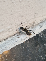 Neoclytus pusillus