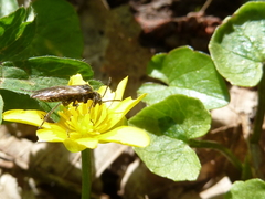 Sciapteryx consobrina