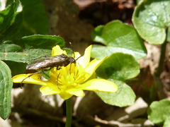 Sciapteryx consobrina