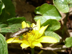 Sciapteryx consobrina