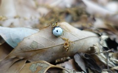 Bijoaraneus
