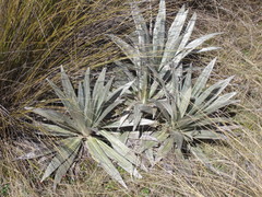 Celmisia semicordata stricta