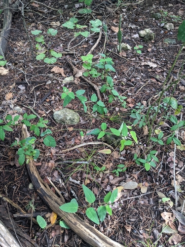 Image of Desmodium psilophyllum by (c) Cleveland Powell, some rights reserved (CC BY)