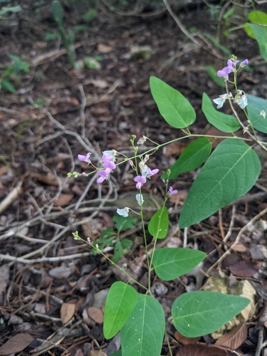 Image of Desmodium psilophyllum by (c) Cleveland Powell, some rights reserved (CC BY)