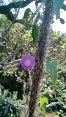 Ipomoea dumetorum