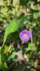 Ipomoea dumetorum
