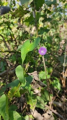 Ipomoea dumetorum