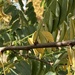photo of Black Locust (Robinia pseudoacacia)