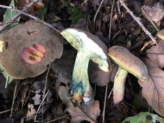 Xerocomellus cisalpinus