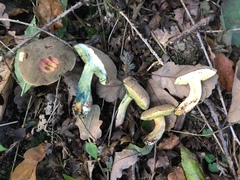 Xerocomellus cisalpinus