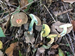 Xerocomellus cisalpinus