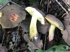 Xerocomellus cisalpinus