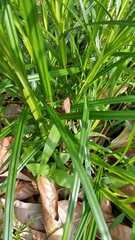 Pandanus amaryllifolius