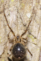 Theridion zantholabio