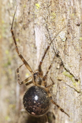 Theridion zantholabio