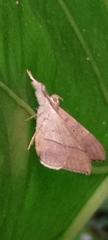 Oxyodes scrobiculata
