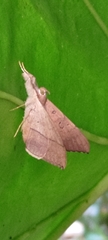 Oxyodes scrobiculata