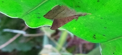 Oxyodes scrobiculata