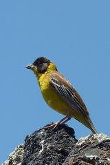 Emberiza melanocephala
