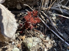 Chorizanthe aphanantha