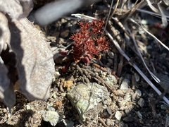 Chorizanthe aphanantha