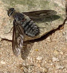 Poecilanthrax californicus