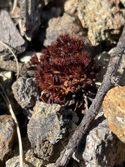 Chorizanthe aphanantha