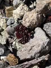 Chorizanthe aphanantha