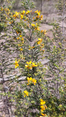 Pultenaea graveolens