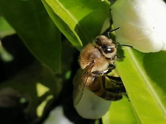 Apis mellifera