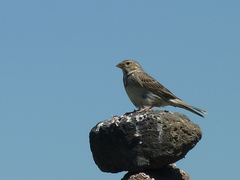 Emberiza calandra