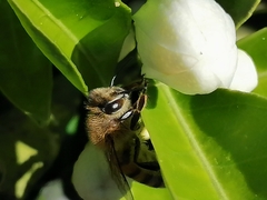 Apis mellifera
