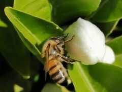 Apis mellifera