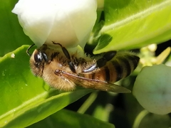 Apis mellifera