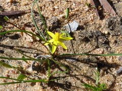 Pauridia serrata serrata