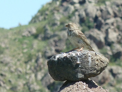 Emberiza calandra