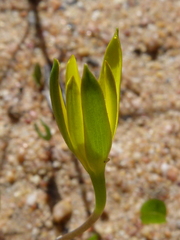 Pauridia serrata serrata