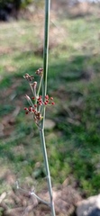 Foeniculum sanguineum