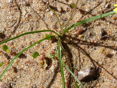 Pauridia serrata serrata