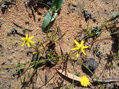Pauridia serrata serrata