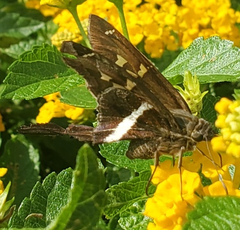 Chioides albofasciatus