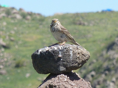 Emberiza calandra
