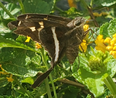 Chioides albofasciatus