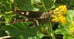 Chioides albofasciatus