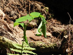 Polygonatum pubescens