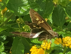 Chioides albofasciatus