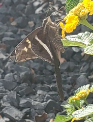 Chioides albofasciatus