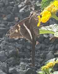 Chioides albofasciatus