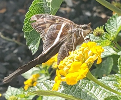 Chioides albofasciatus