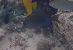 Acanthurus nigrofuscus